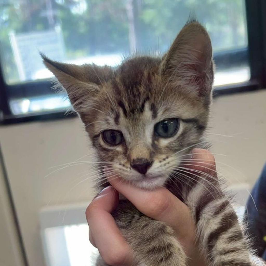 Lane, an adoptable Domestic Medium Hair in Donalsonville, GA, 39845 | Photo Image 3