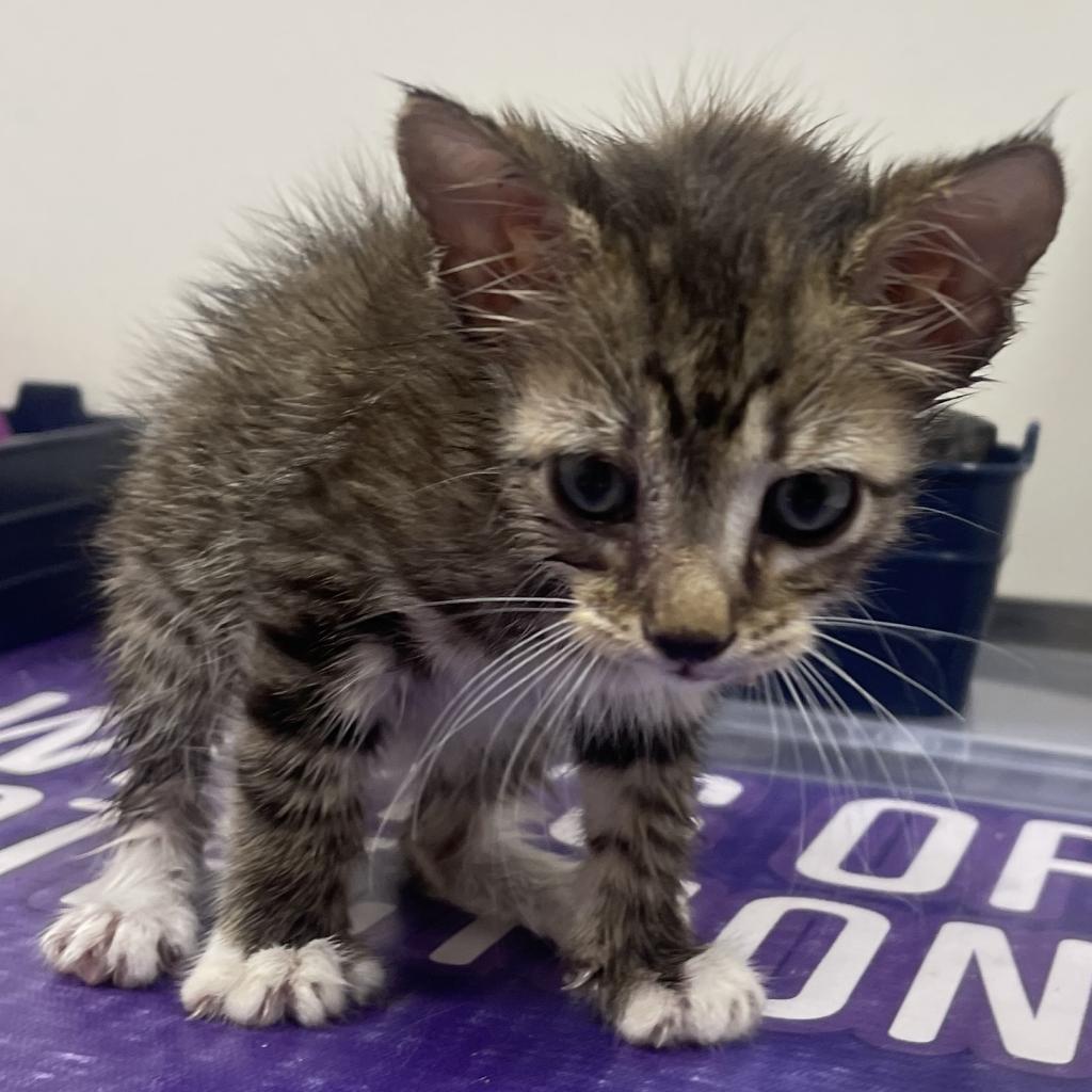 Lane, an adoptable Domestic Medium Hair in Donalsonville, GA, 39845 | Photo Image 4