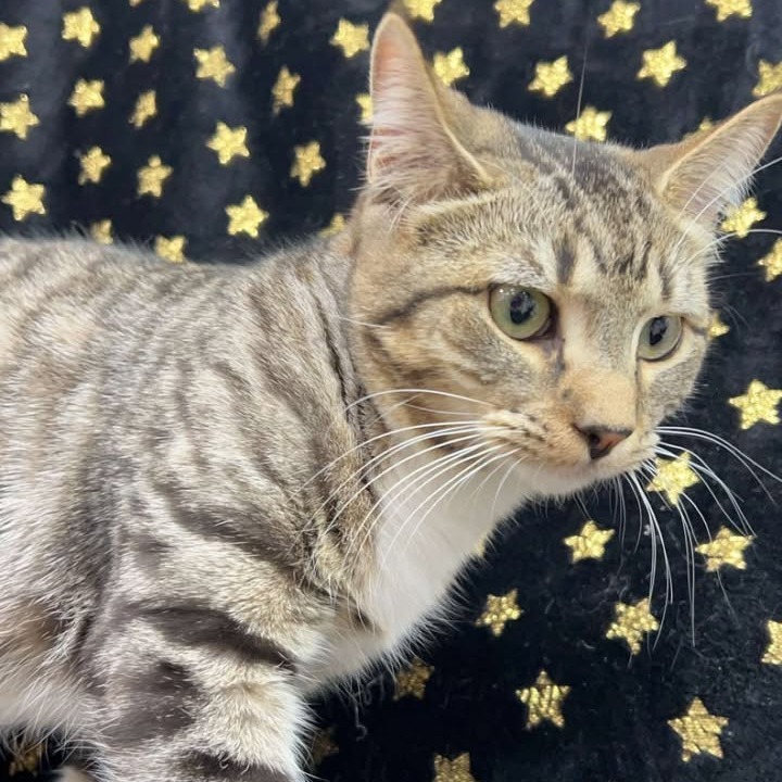 Lane, an adoptable Domestic Medium Hair in Donalsonville, GA, 39845 | Photo Image 5