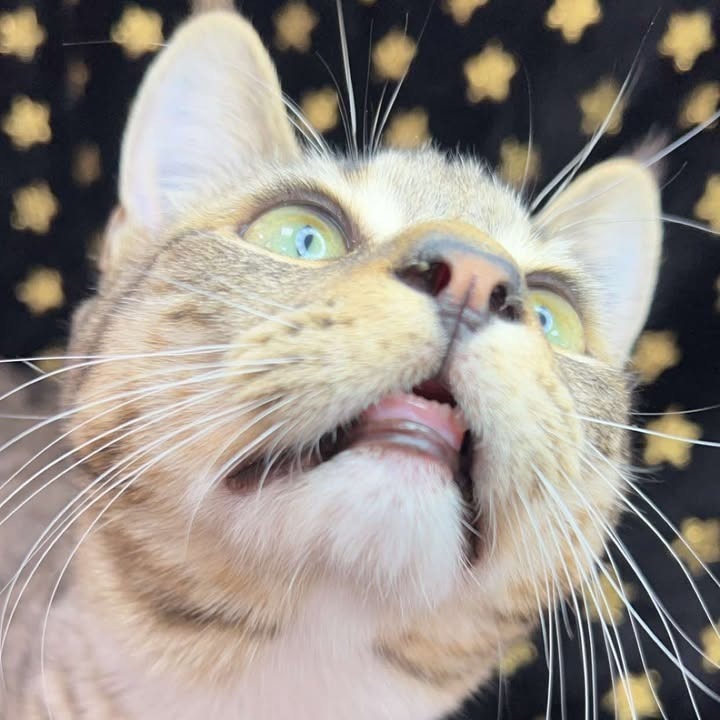 Lane, an adoptable Domestic Medium Hair in Donalsonville, GA, 39845 | Photo Image 6