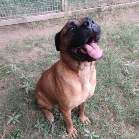 Pandora, an adoptable Bullmastiff in West Islip, NY, 11795 | Photo Image 1