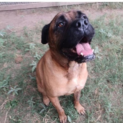 Pandora, an adoptable Bullmastiff in West Islip, NY, 11795 | Photo Image 2