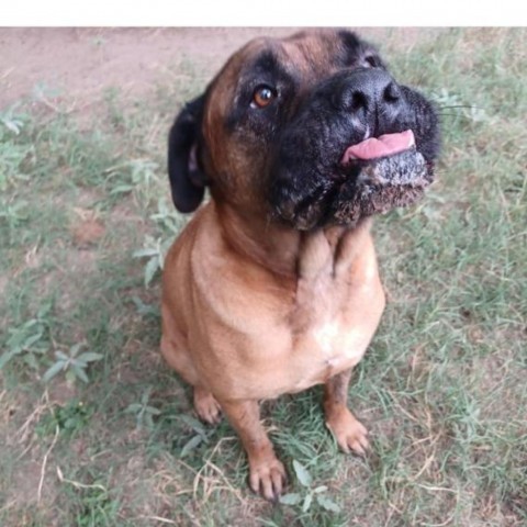 Pandora, an adoptable Bullmastiff in West Islip, NY, 11795 | Photo Image 3