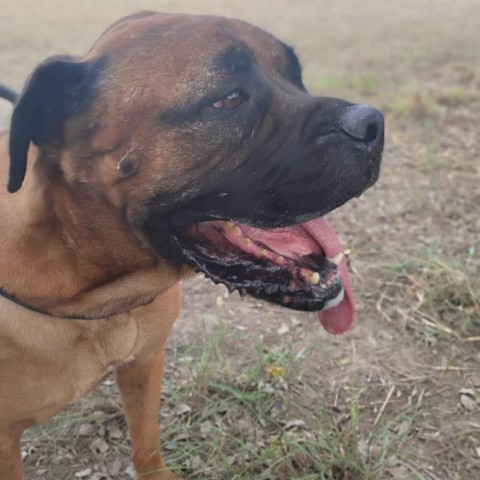 Pandora, an adoptable Bullmastiff in West Islip, NY, 11795 | Photo Image 4