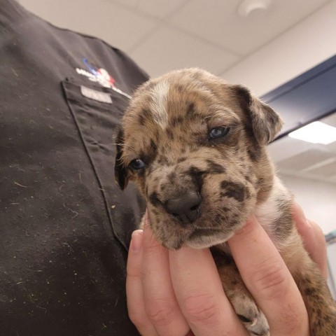 Dog for adoption Merle a Boxer Catahoula Leopard Dog Mix in Beaumont TX Petfinder