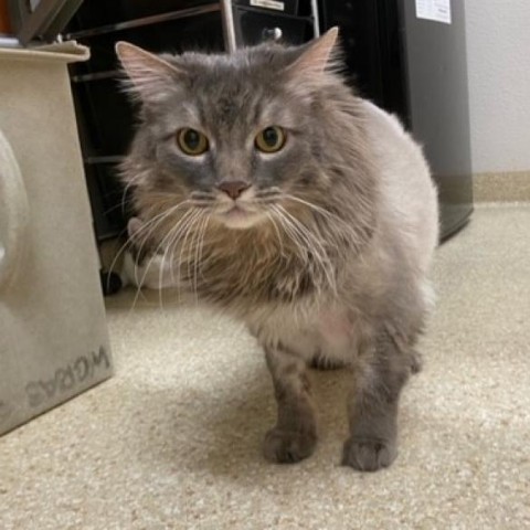 Noodles, an adoptable Domestic Long Hair, Domestic Short Hair in Reno, NV, 89502 | Photo Image 2