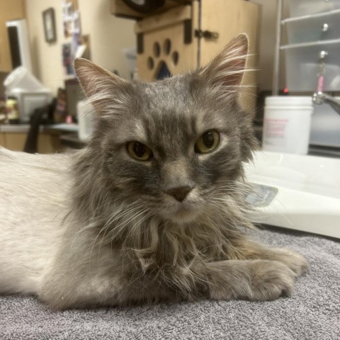 Noodles, an adoptable Domestic Long Hair, Domestic Short Hair in Reno, NV, 89502 | Photo Image 3