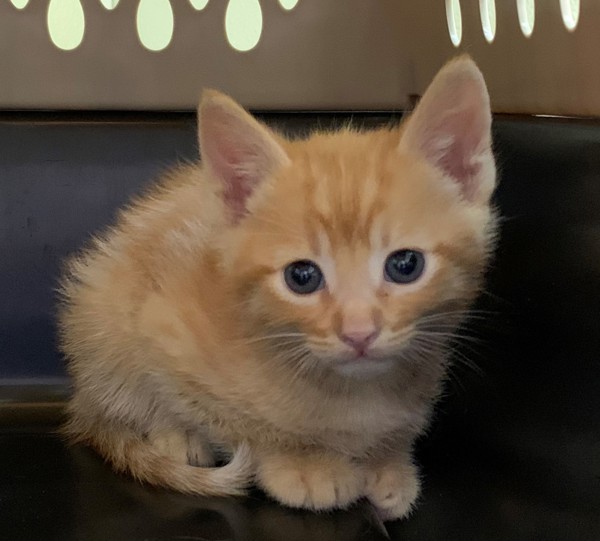 Ivan, an adoptable Domestic Short Hair in Great Falls, MT, 59405 | Photo Image 1