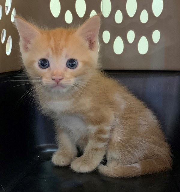 Leo, an adoptable Domestic Short Hair in Great Falls, MT, 59405 | Photo Image 1