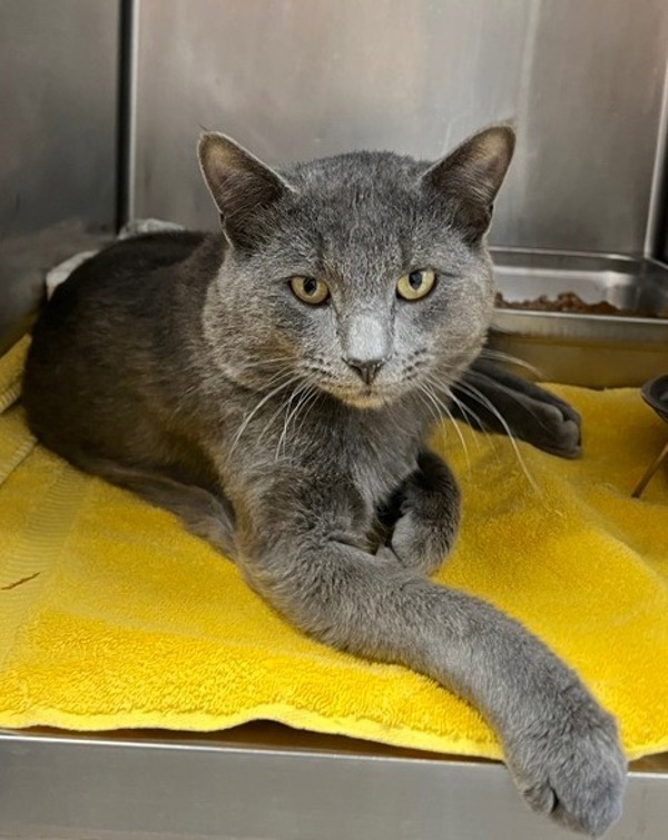 Casper, an adoptable Domestic Short Hair in Great Falls, MT, 59405 | Photo Image 1