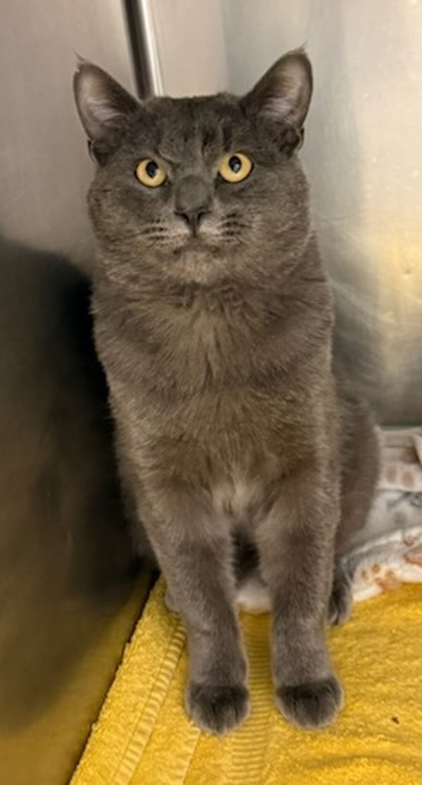 Casper, an adoptable Domestic Short Hair in Great Falls, MT, 59405 | Photo Image 2