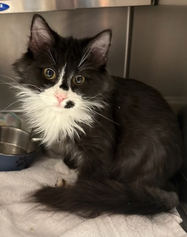 Tux, an adoptable Domestic Medium Hair in Great Falls, MT, 59405 | Photo Image 1