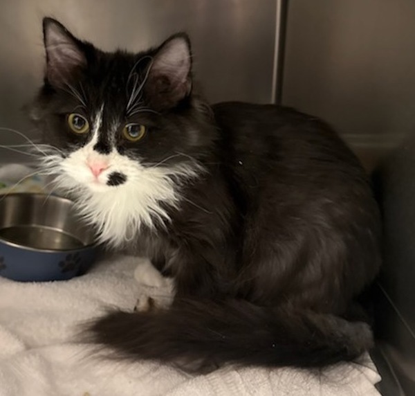 Tux, an adoptable Domestic Medium Hair in Great Falls, MT, 59405 | Photo Image 2