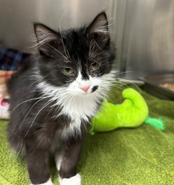 Tux, an adoptable Domestic Medium Hair in Great Falls, MT, 59405 | Photo Image 3