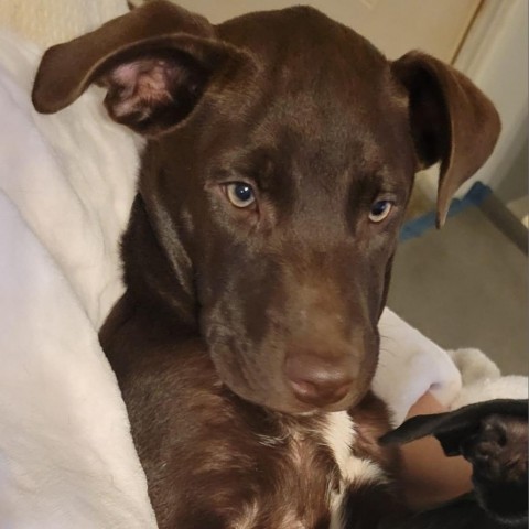 Dilly, an adoptable Beauceron in Brownsboro, AL, 35741 | Photo Image 1