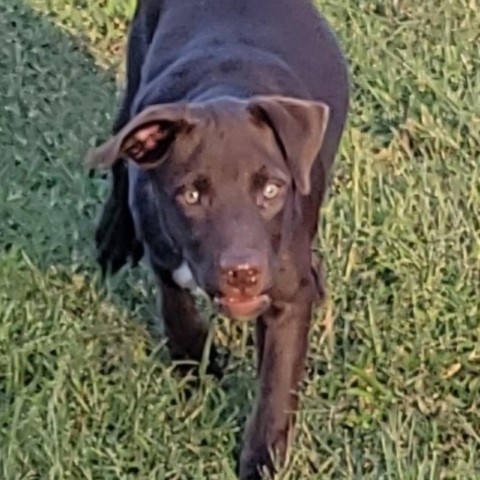 Dilly, an adoptable Beauceron in Brownsboro, AL, 35741 | Photo Image 2