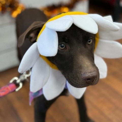 Dilly, an adoptable Beauceron in Brownsboro, AL, 35741 | Photo Image 3