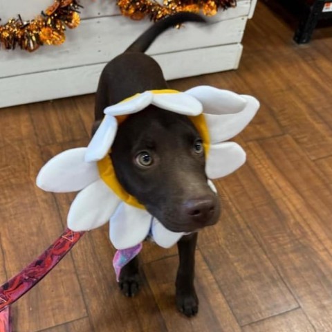 Dilly, an adoptable Beauceron in Brownsboro, AL, 35741 | Photo Image 5