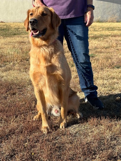 Hershel, an adoptable Golden Retriever, Mixed Breed in McCook, NE, 69001 | Photo Image 1