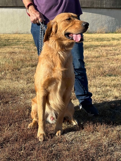 Hershel, an adoptable Golden Retriever, Mixed Breed in McCook, NE, 69001 | Photo Image 2