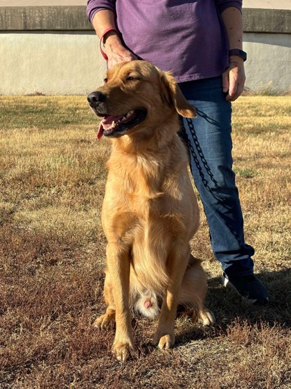 Hershel, an adoptable Golden Retriever, Mixed Breed in McCook, NE, 69001 | Photo Image 3