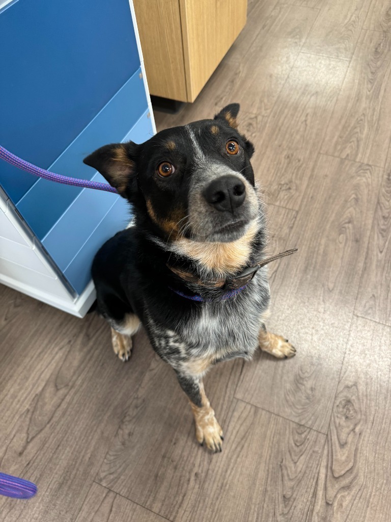 Winston, an adoptable Australian Cattle Dog / Blue Heeler in Gillette, WY, 82716 | Photo Image 1