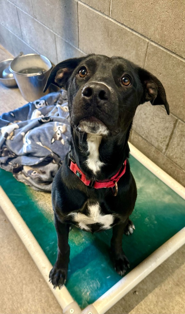 Breezy, an adoptable Labrador Retriever, Mixed Breed in Gillette, WY, 82716 | Photo Image 1