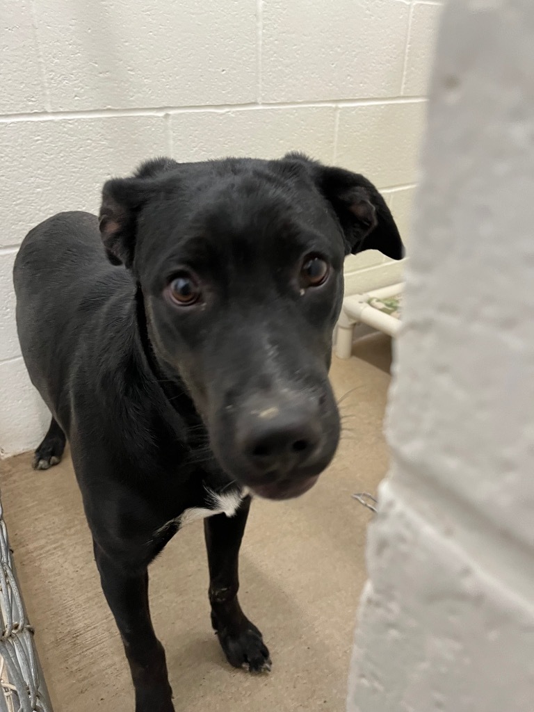 Breezy, an adoptable Labrador Retriever, Mixed Breed in Gillette, WY, 82716 | Photo Image 2