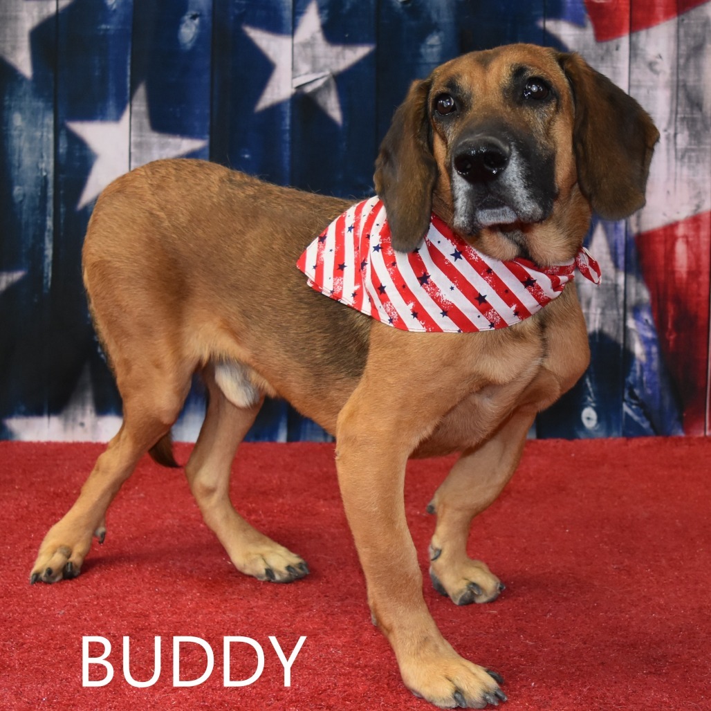 Buddy, an adoptable Hound in Yuma, AZ, 85365 | Photo Image 1
