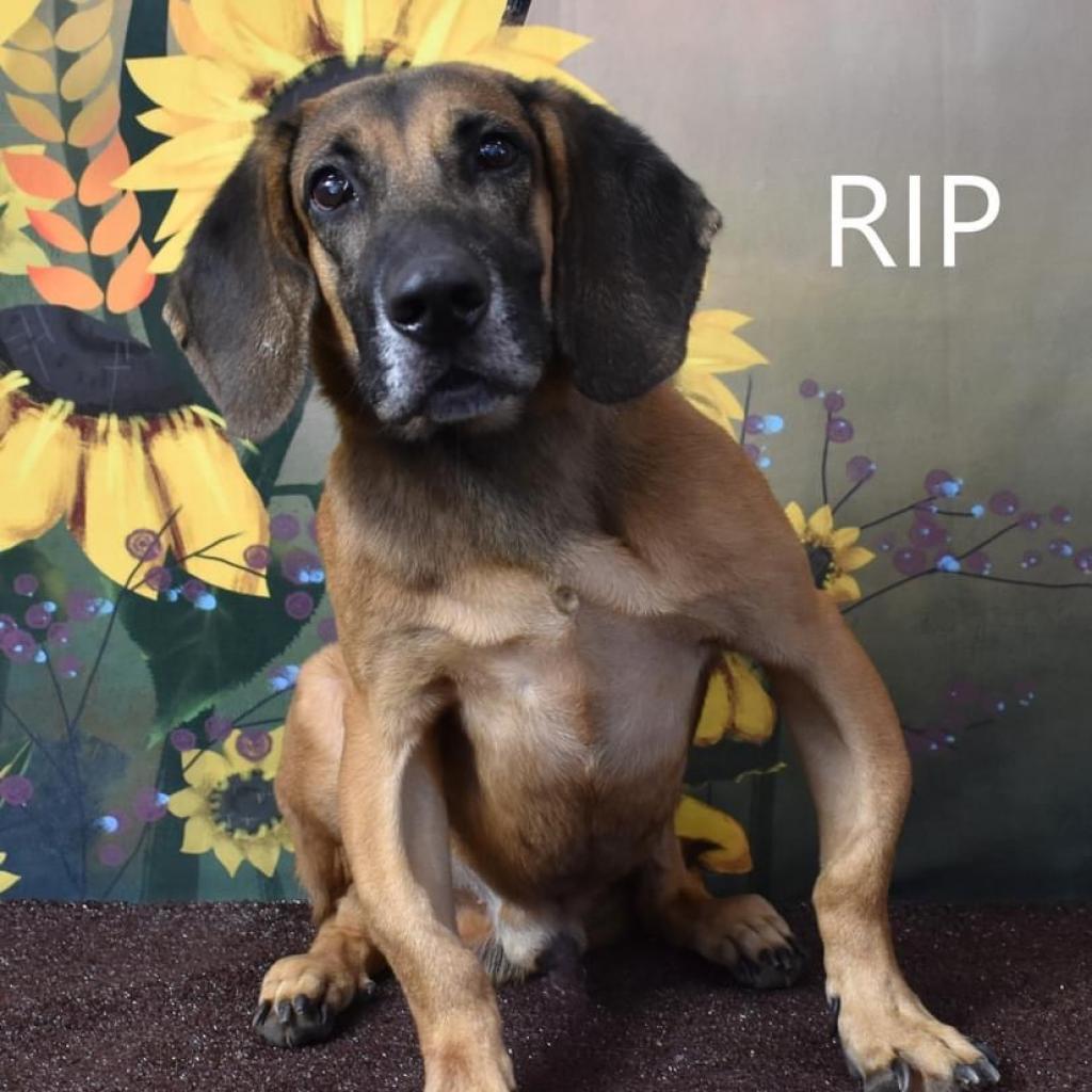 Buddy, an adoptable Hound in Yuma, AZ, 85365 | Photo Image 2