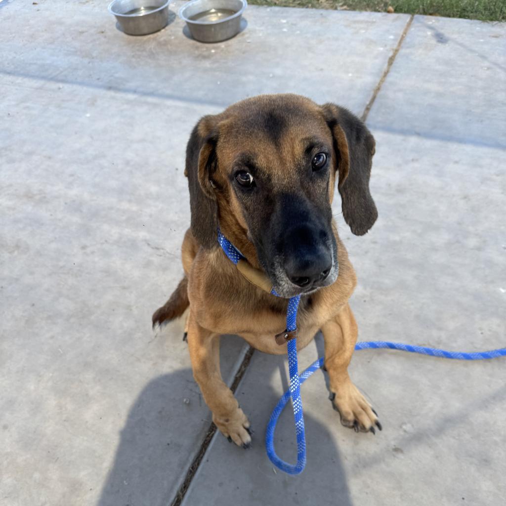 Buddy, an adoptable Hound in Yuma, AZ, 85365 | Photo Image 3