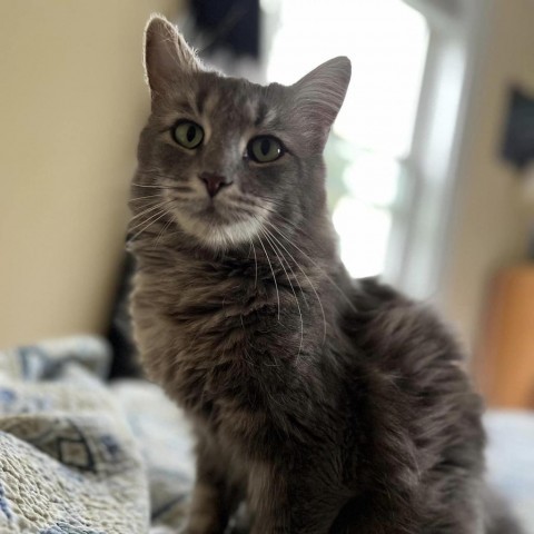 Elaine, an adoptable Domestic Long Hair in Bangor, ME, 04401 | Photo Image 1