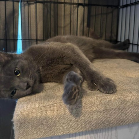 Poco, an adoptable Domestic Short Hair in Bangor, ME, 04401 | Photo Image 1