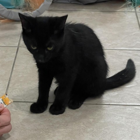 Bagheera, an adoptable Domestic Short Hair in Bangor, ME, 04401 | Photo Image 1