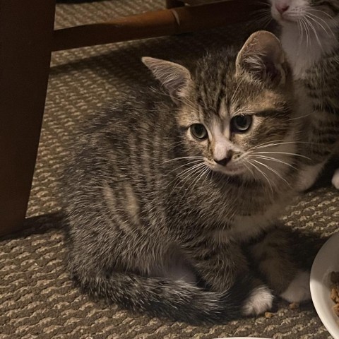 James, an adoptable Domestic Short Hair in Bangor, ME, 04401 | Photo Image 1