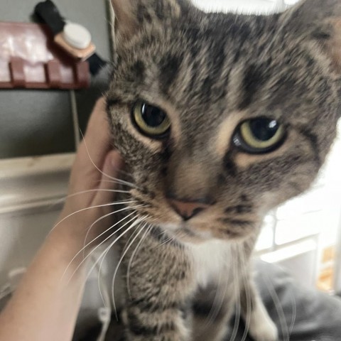 Arabelle, an adoptable Manx, Domestic Short Hair in Bangor, ME, 04401 | Photo Image 1