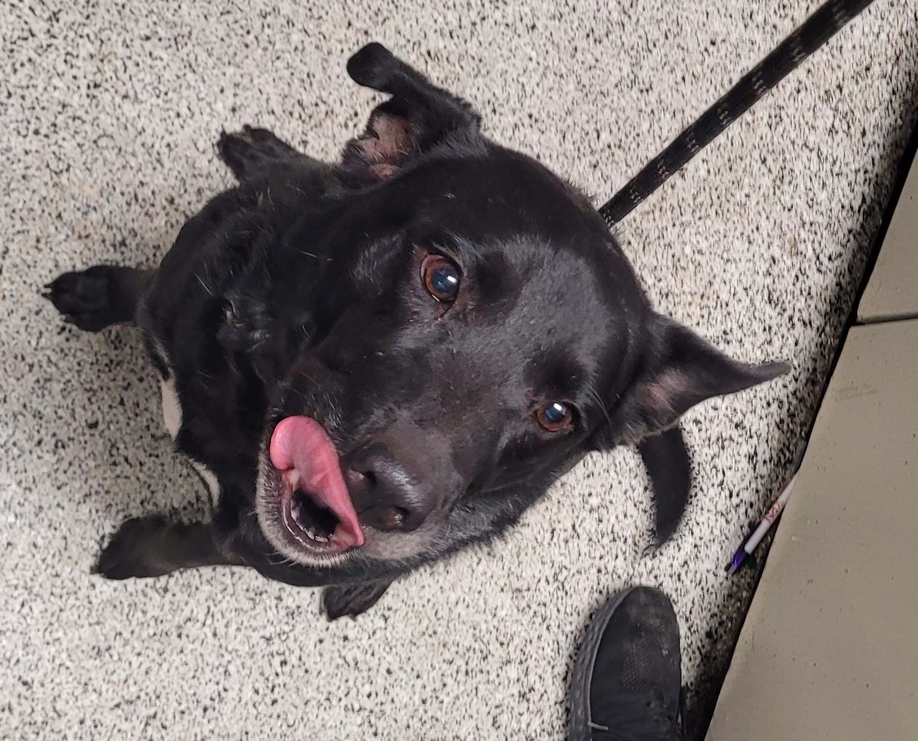 Dog for adoption Gillian, a Mixed Breed in West Chester, PA Petfinder