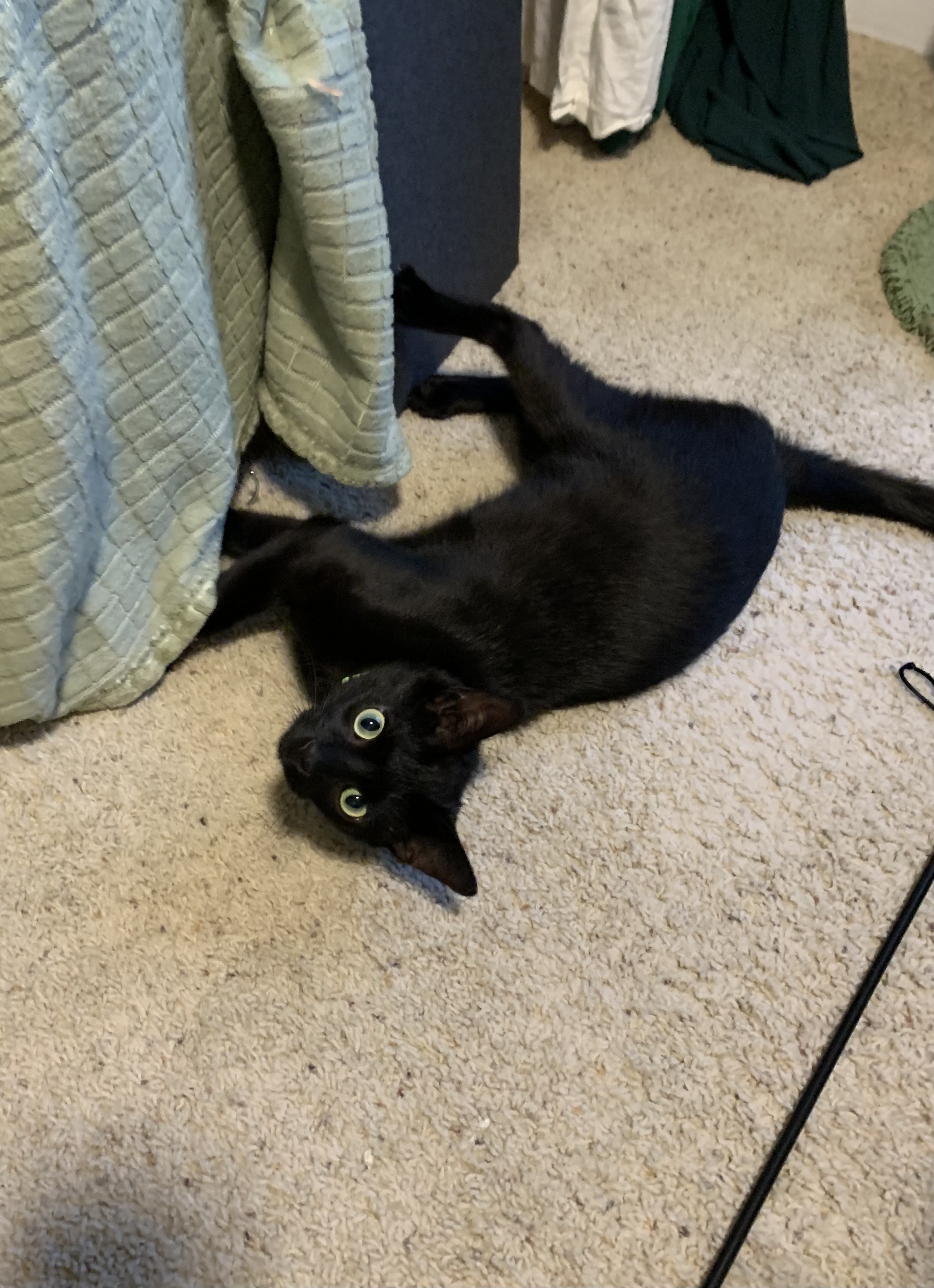 Trouble (Bonded to Sylvester), an adoptable Domestic Short Hair in Neenah, WI, 54956 | Photo Image 1