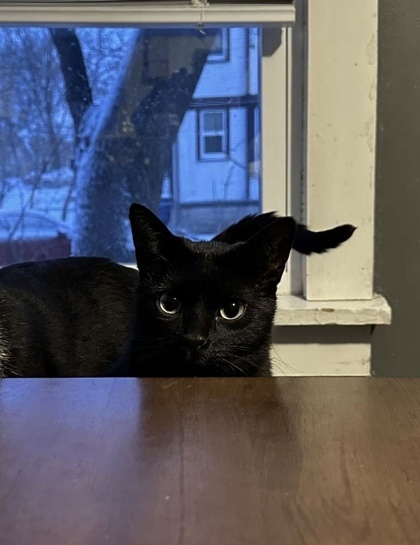 Trouble (Bonded to Sylvester), an adoptable Domestic Short Hair in Neenah, WI, 54956 | Photo Image 2