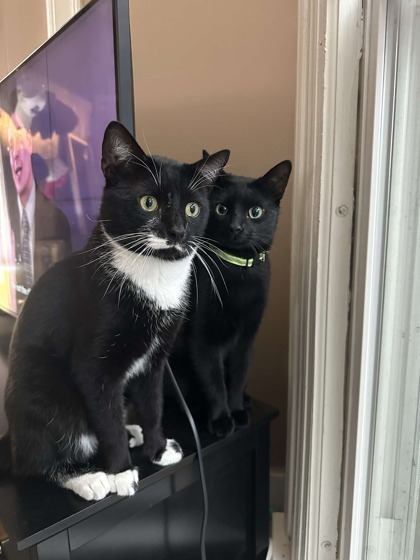 Trouble (Bonded to Sylvester), an adoptable Domestic Short Hair in Neenah, WI, 54956 | Photo Image 3