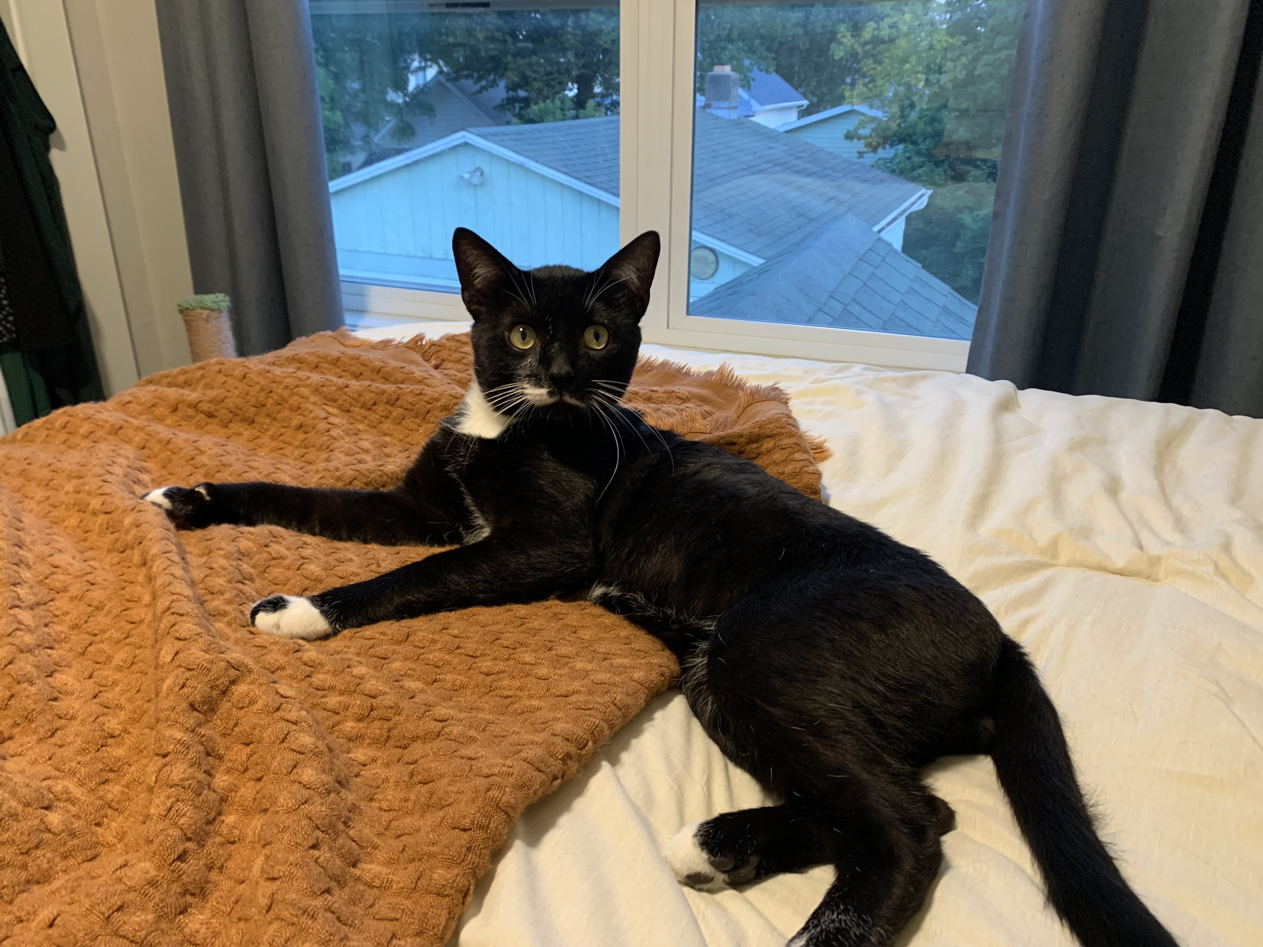 Sylvester (Bonded to Trouble), an adoptable Domestic Short Hair in Neenah, WI, 54956 | Photo Image 1