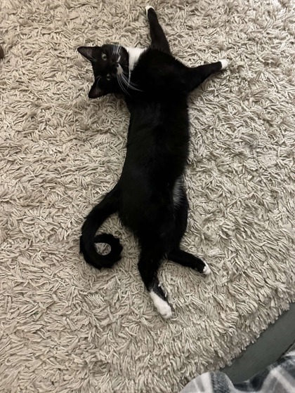 Sylvester (Bonded to Trouble), an adoptable Domestic Short Hair in Neenah, WI, 54956 | Photo Image 2