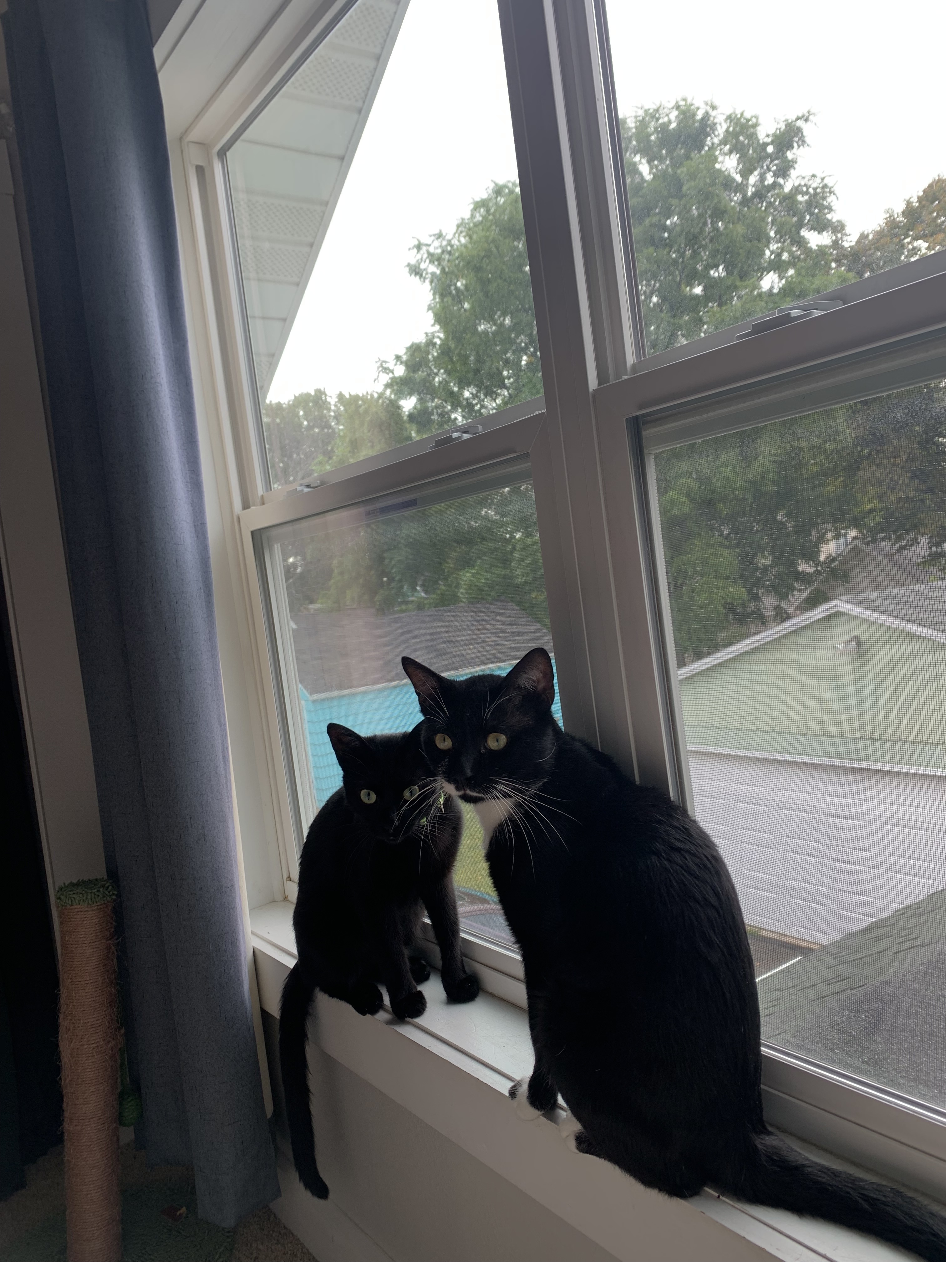 Sylvester (Bonded to Trouble), an adoptable Domestic Short Hair in Neenah, WI, 54956 | Photo Image 3