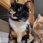 Kali, Senior Female Domestic Medium Hair
