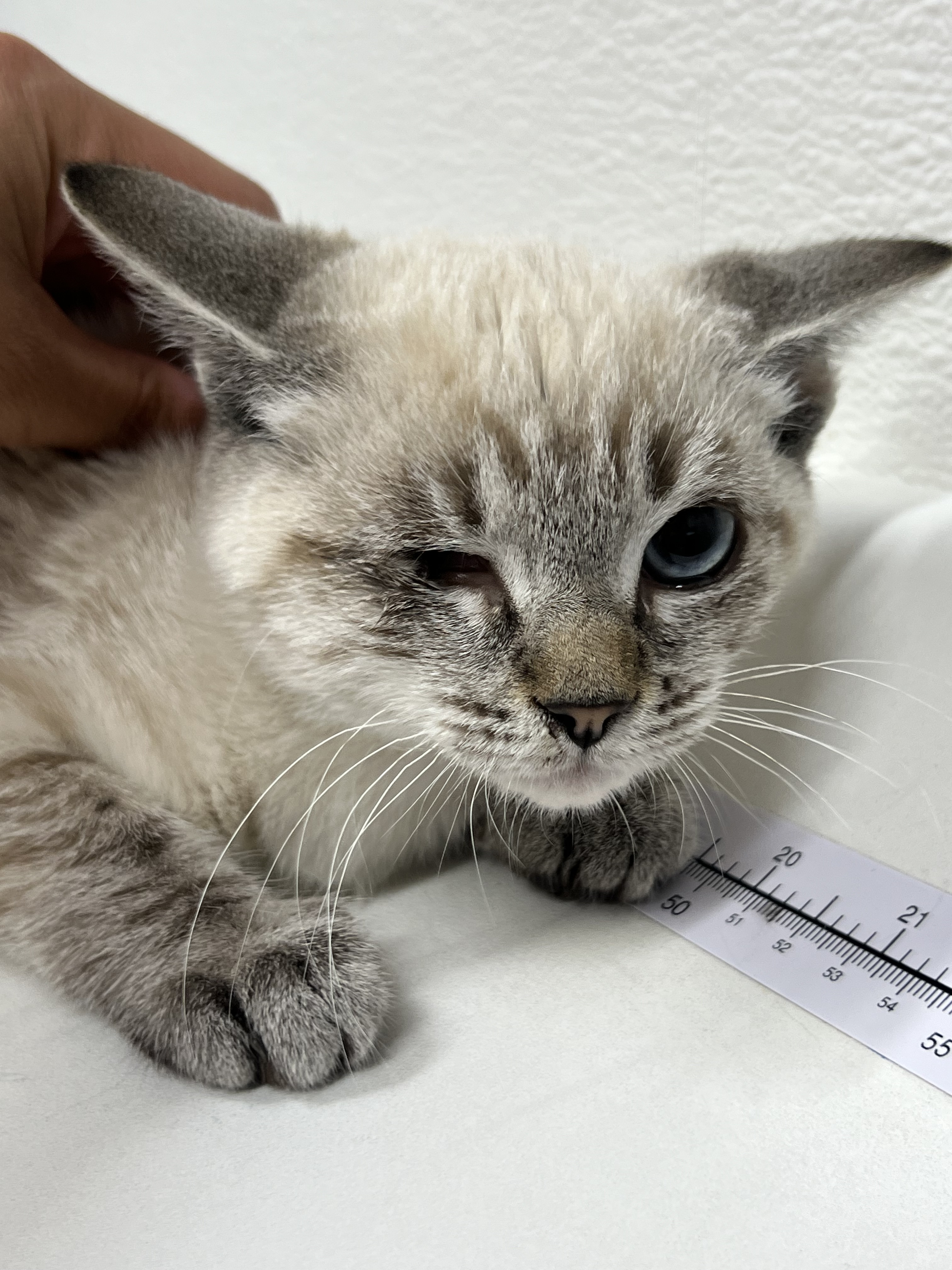 Cat for adoption Lucky, a Domestic Short Hair in West Chester, PA