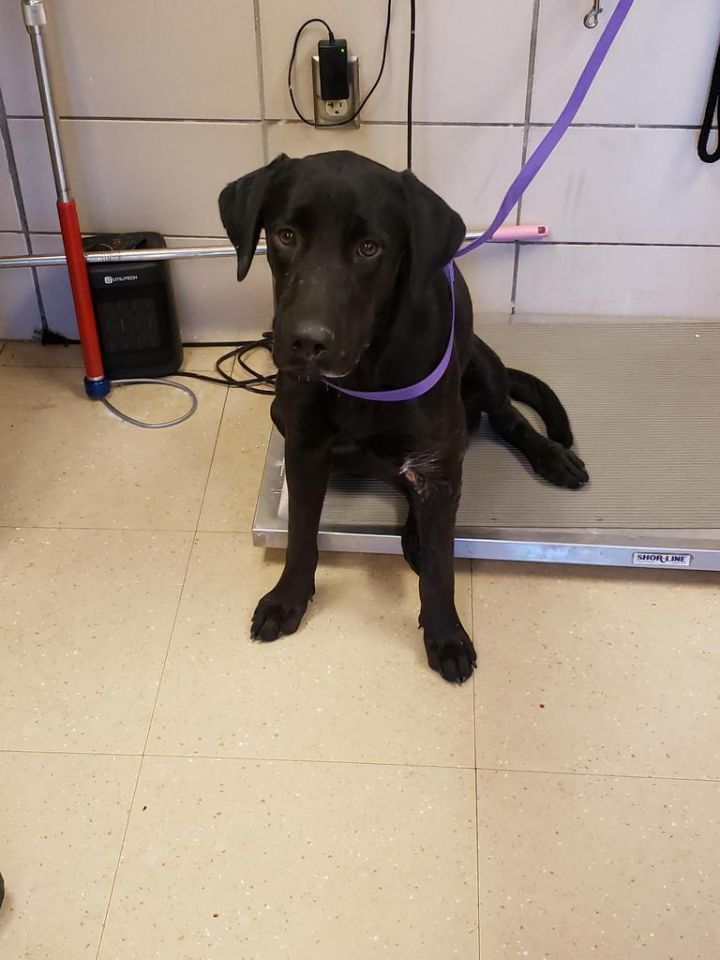 Dog for adoption Antwon (Jax) (Drake), a Labrador Retriever in