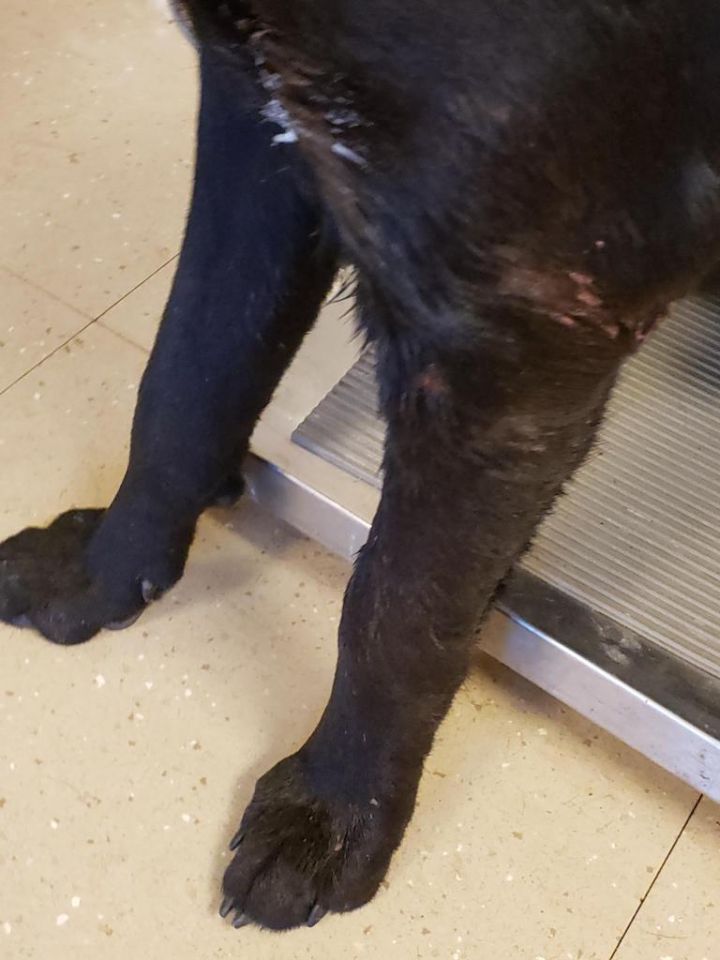 Dog for adoption Antwon (Jax) (Drake), a Labrador Retriever in