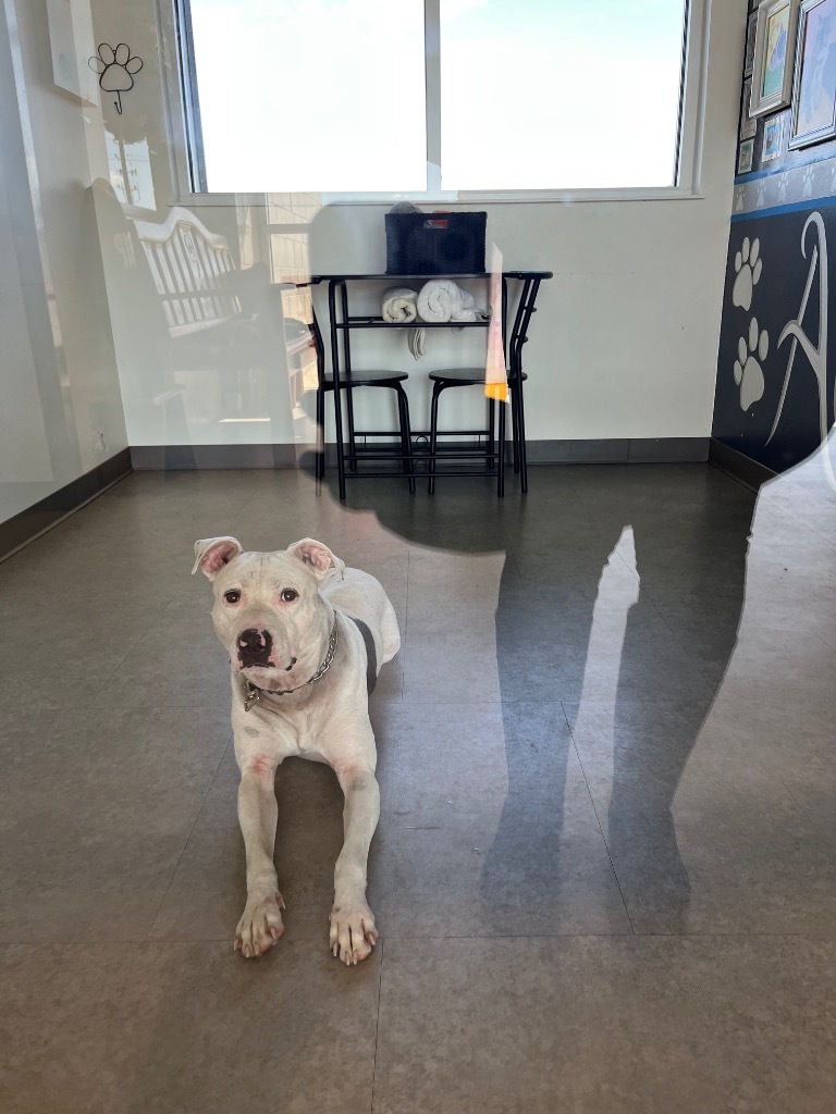 Dog for adoption Sherlock, a Terrier Mix in Bossier City, LA Petfinder