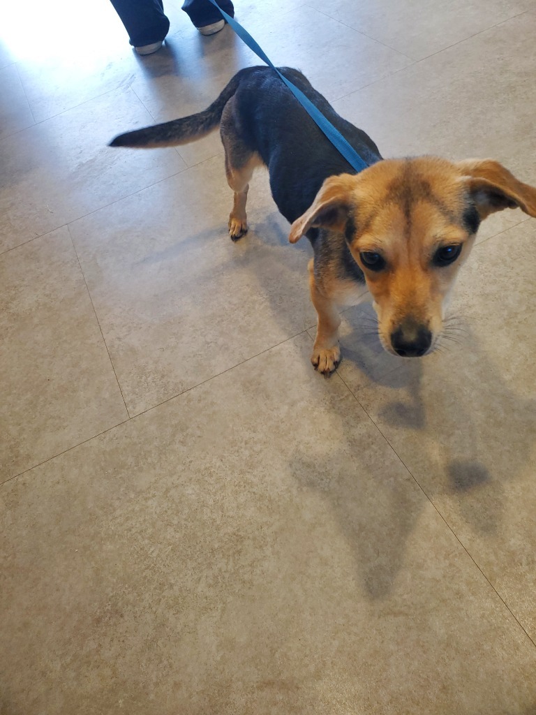 Dog for adoption Haisley, a Dachshund Mix in Bossier City, LA Petfinder