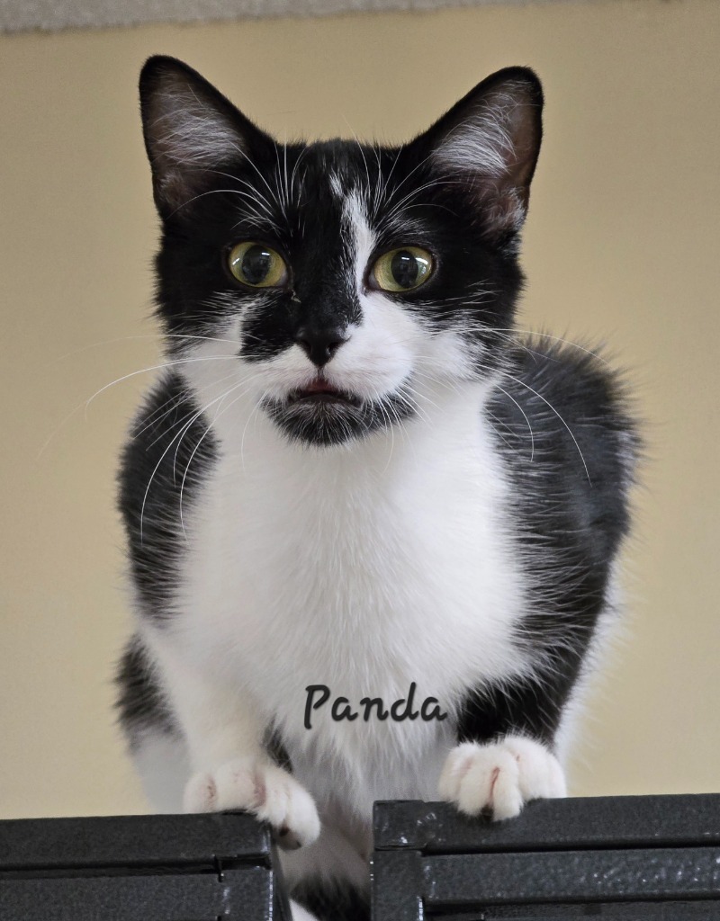 Panda